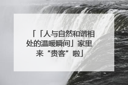 「人与自然和谐相处的温暖瞬间」家里来“贵客”啦
