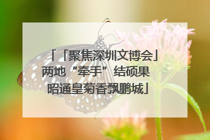 「聚焦深圳文博会」两地“牵手”结硕果 昭通皇菊香飘鹏城