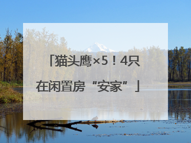 猫头鹰×5！4只在闲置房“安家”
