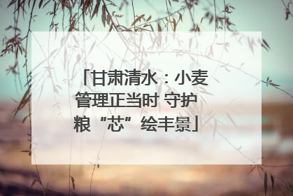甘肃清水：小麦管理正当时 守护粮“芯”绘丰景