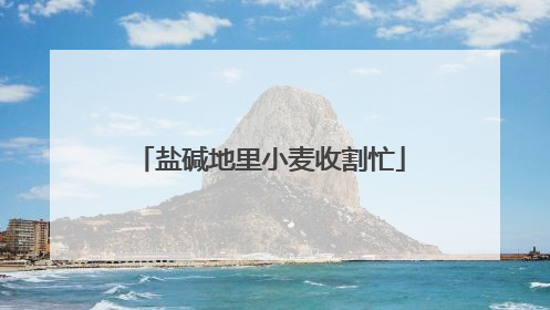 盐碱地里小麦收割忙