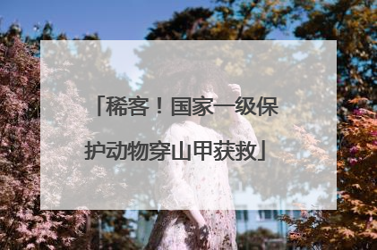 稀客！国家一级保护动物穿山甲获救