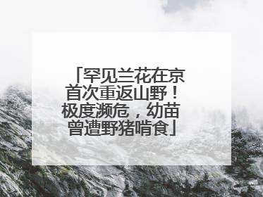 罕见兰花在京首次重返山野！极度濒危，幼苗曾遭野猪啃食