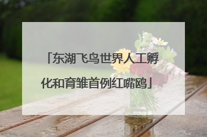 东湖飞鸟世界人工孵化和育雏首例红嘴鸥