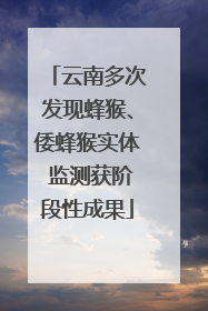 云南多次发现蜂猴、倭蜂猴实体 监测获阶段性成果