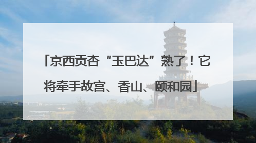 京西贡杏“玉巴达”熟了！它将牵手故宫、香山、颐和园