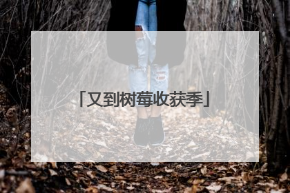 又到树莓收获季
