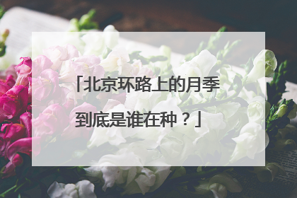 北京环路上的月季到底是谁在种？