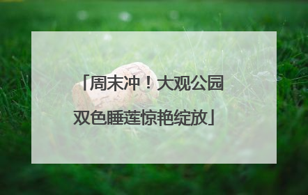 周末冲！大观公园双色睡莲惊艳绽放