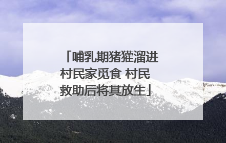 哺乳期猪獾溜进村民家觅食 村民救助后将其放生