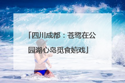 四川成都：苍鹭在公园湖心岛觅食嬉戏