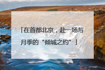 在首都北京，赴一场与月季的“倾城之约”