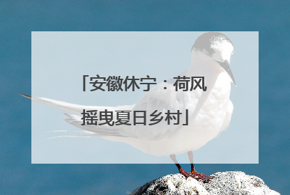 安徽休宁：荷风摇曳夏日乡村