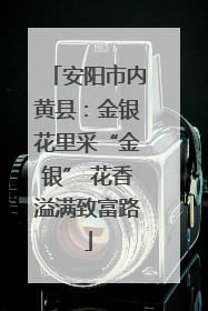 安阳市内黄县：金银花里采“金银” 花香溢满致富路