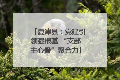 夏津县：党建引领强根基 “支部主心骨”聚合力