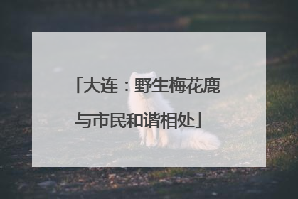 大连：野生梅花鹿与市民和谐相处