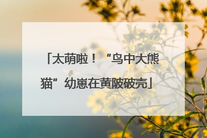 太萌啦！“鸟中大熊猫”幼崽在黄陂破壳