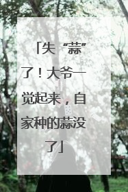 失“蒜”了！大爷一觉起来，自家种的蒜没了