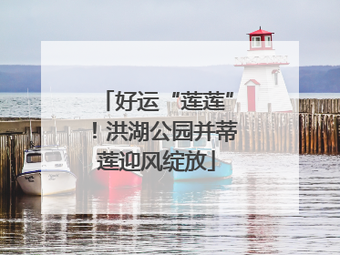 好运“莲莲”！洪湖公园并蒂莲迎风绽放