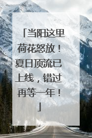 当阳这里荷花怒放！夏日顶流已上线，错过再等一年！