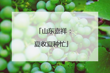 山东嘉祥：夏收夏种忙