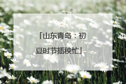 山东青岛：初夏时节插秧忙
