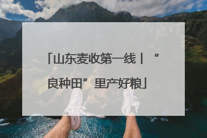 山东麦收第一线丨“良种田”里产好粮