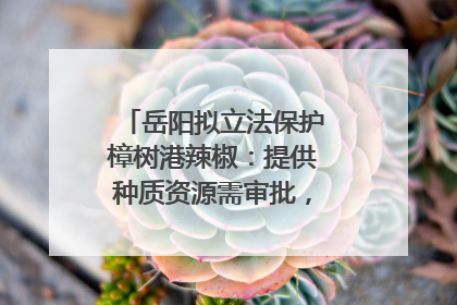 岳阳拟立法保护樟树港辣椒：提供种质资源需审批，违规最高罚5万