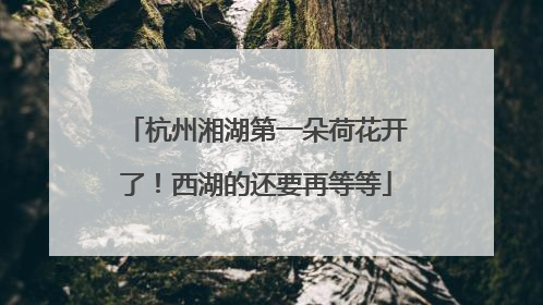 杭州湘湖第一朵荷花开了！西湖的还要再等等