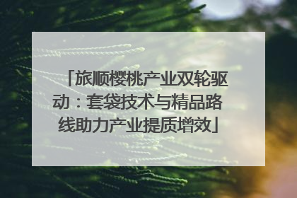 旅顺樱桃产业双轮驱动：套袋技术与精品路线助力产业提质增效