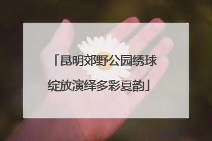 昆明郊野公园绣球绽放演绎多彩夏韵