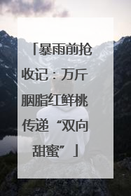 暴雨前抢收记：万斤胭脂红鲜桃传递“双向甜蜜”