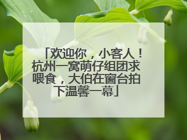 欢迎你，小客人！杭州一窝萌仔组团求喂食，大伯在窗台拍下温馨一幕