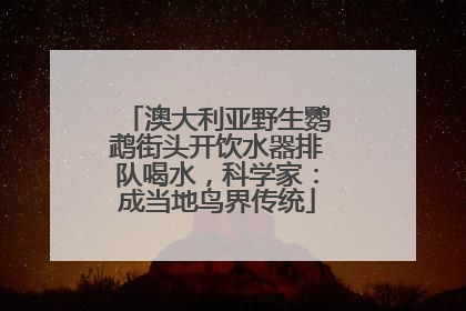 澳大利亚野生鹦鹉街头开饮水器排队喝水，科学家：成当地鸟界传统