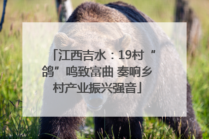 江西吉水：19村“鸽”鸣致富曲 奏响乡村产业振兴强音
