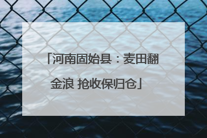 河南固始县：麦田翻金浪 抢收保归仓