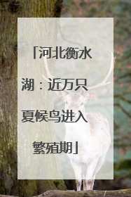 河北衡水湖：近万只夏候鸟进入繁殖期