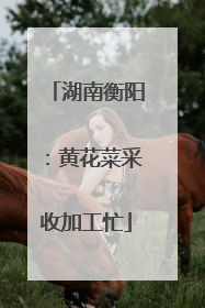 湖南衡阳：黄花菜采收加工忙