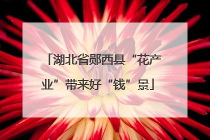 湖北省郧西县“花产业”带来好“钱”景