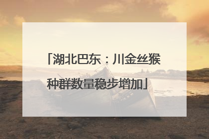 湖北巴东：川金丝猴种群数量稳步增加