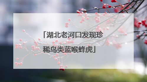 湖北老河口发现珍稀鸟类蓝喉蜂虎