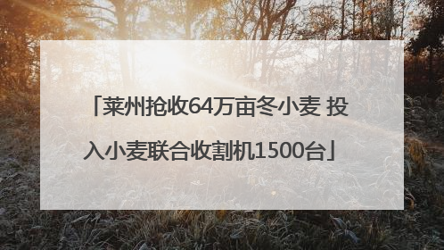 莱州抢收64万亩冬小麦 投入小麦联合收割机1500台