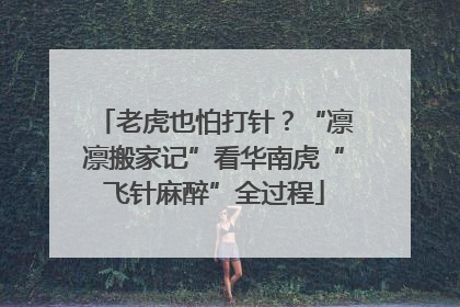 老虎也怕打针？“凛凛搬家记”看华南虎“飞针麻醉”全过程