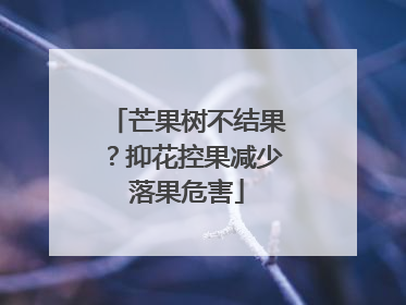 芒果树不结果？抑花控果减少落果危害