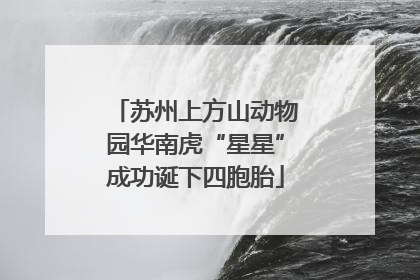 苏州上方山动物园华南虎“星星”成功诞下四胞胎