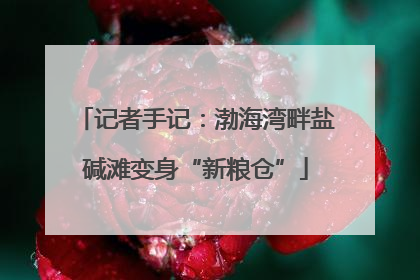 记者手记：渤海湾畔盐碱滩变身“新粮仓”