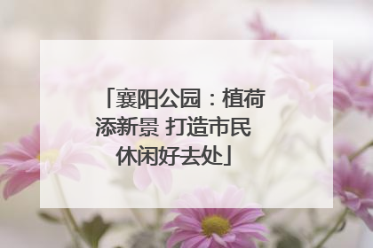 襄阳公园：植荷添新景 打造市民休闲好去处