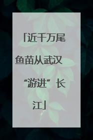 近千万尾鱼苗从武汉“游进”长江