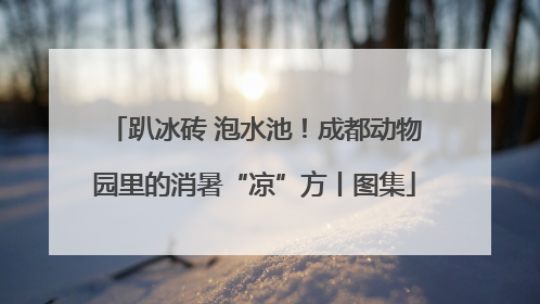趴冰砖 泡水池！成都动物园里的消暑“凉”方丨图集