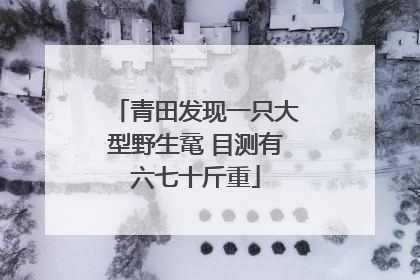 青田发现一只大型野生鼋 目测有六七十斤重